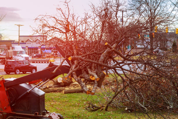 How Our Tree Care Process Works  in  Monmouth, OR