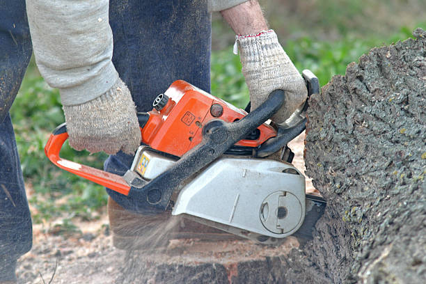 Best Lawn Pest Prevention  in Monmouth, OR