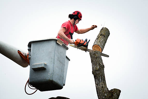 Professional Tree Care in Monmouth, OR