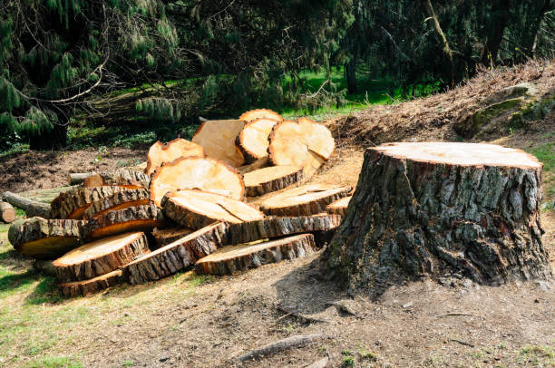 Best Tree Preservation Services  in Monmouth, OR
